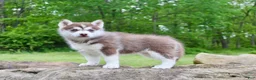 Pomsky dogs for sale: Violet - Ad 4