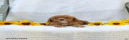 Cavapoo dogs for sale: Kelly - Ad 6