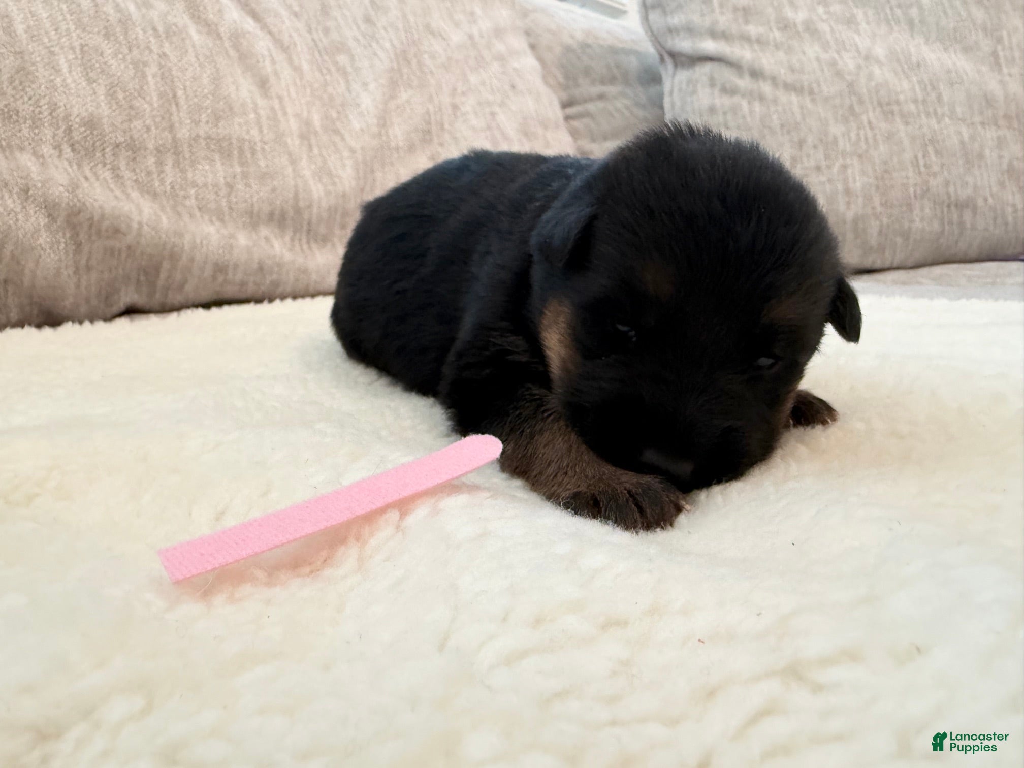 German Shepherd dogs for sale: Pink Girl - Ad 4