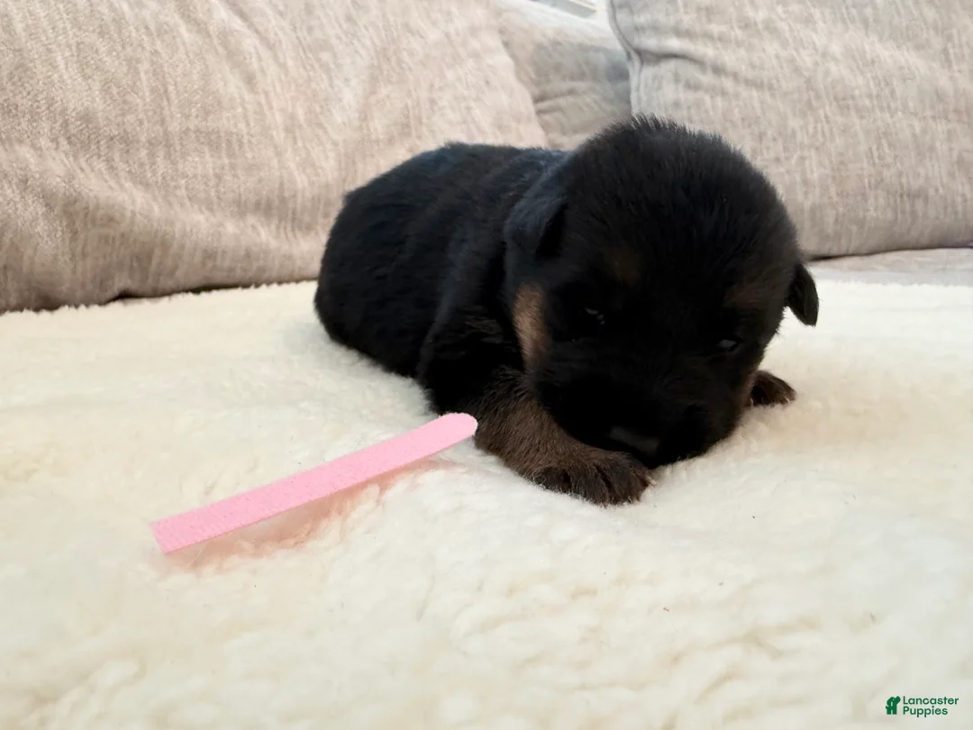 German Shepherd dogs for sale: Pink Girl - Ad 1