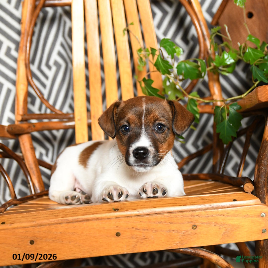 Jack Russell Terrier dogs for sale: Spot - Ad 3