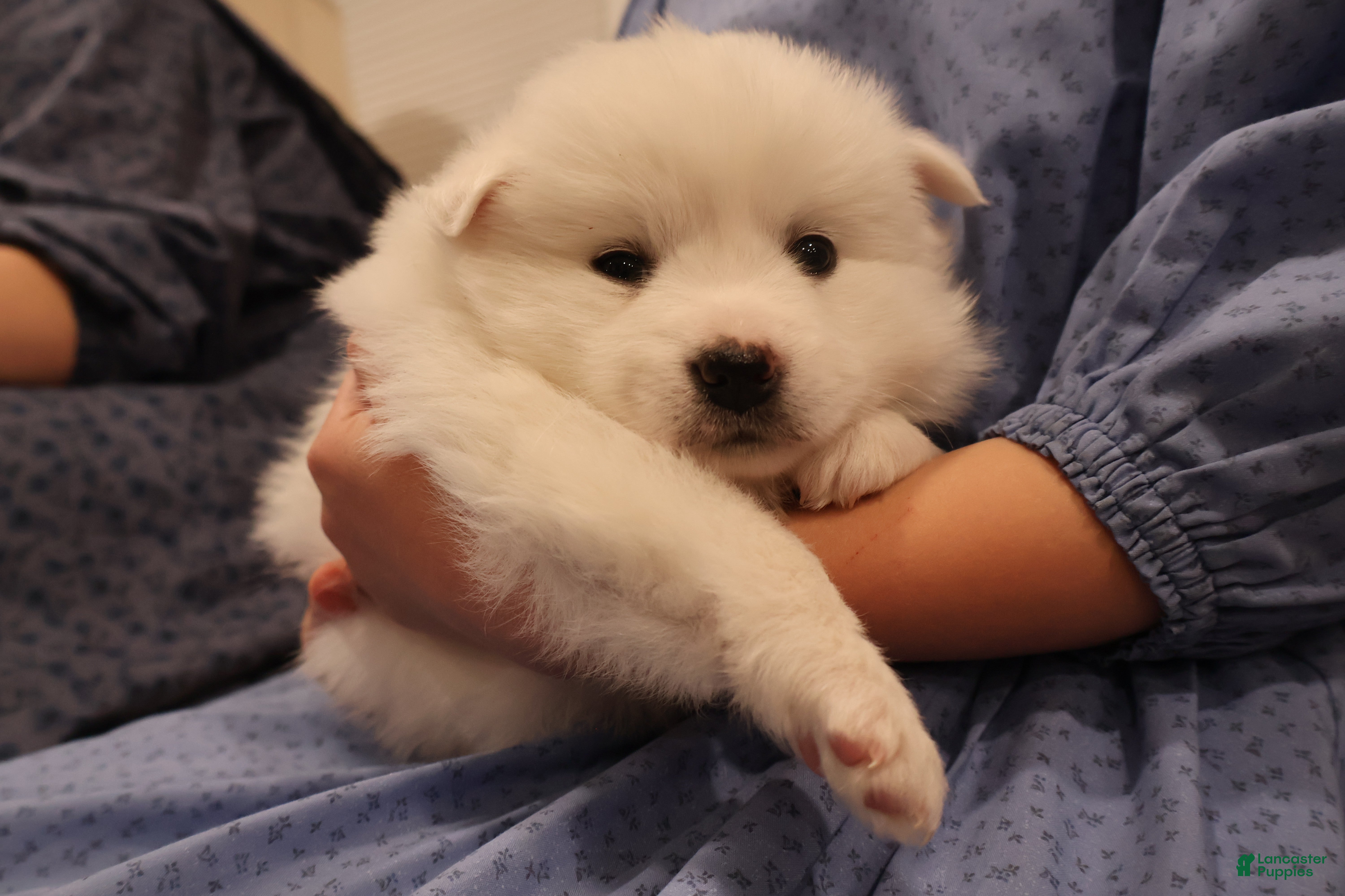American Eskimo dogs Ivy - Ad 24