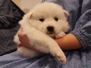 American Eskimo dogs Ivy - Ad 23