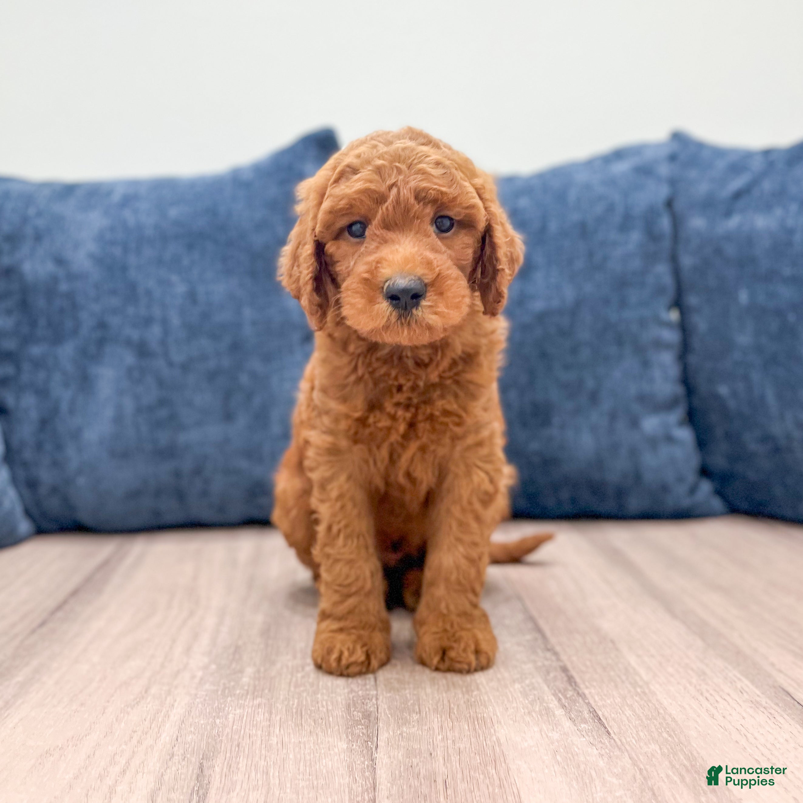 Mini Goldendoodle dogs Oscar - Ad 1