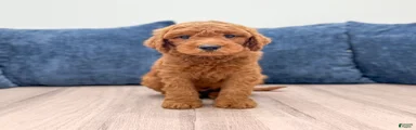 Oscar