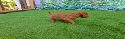 Goldendoodle dogs for sale: Millie - Ad 2