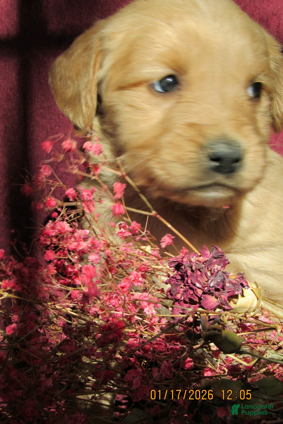Golden Retriever dogs for sale: Golden Retriever Puppy 2 Mave - Ad 1