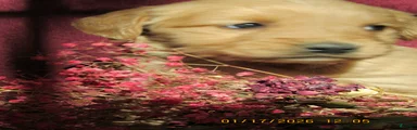 Golden Retriever Puppy 2 Mave