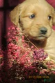 Golden Retriever Puppy 2 Mave