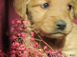 Golden Retriever dogs Golden Retriever Puppy 2 Mave - Ad 21