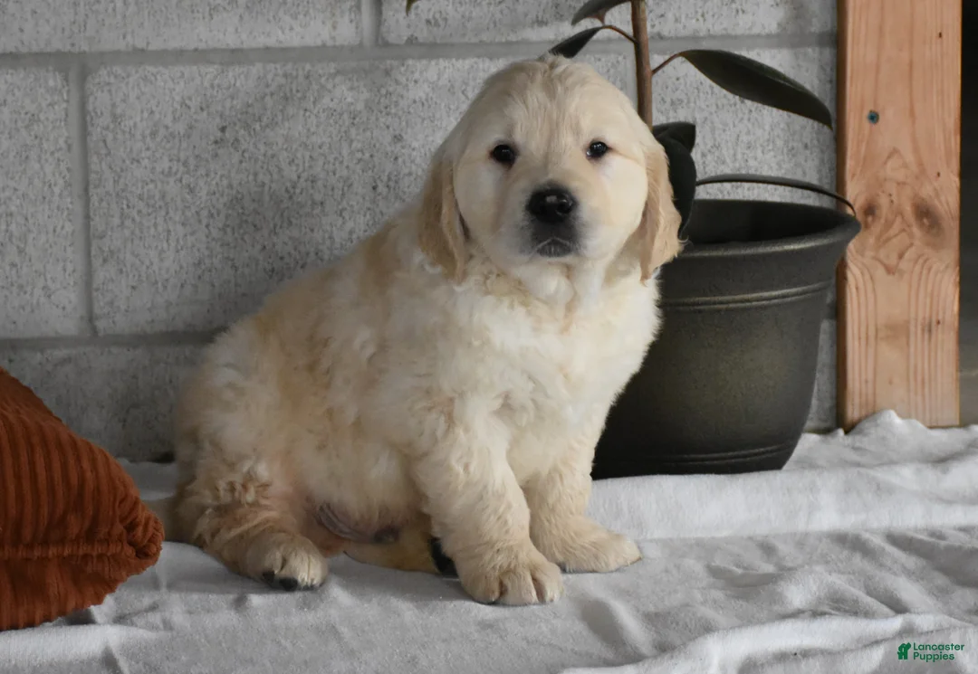 Golden Retriever dogs for sale: Cleo Genetic/OFA  - Ad 5