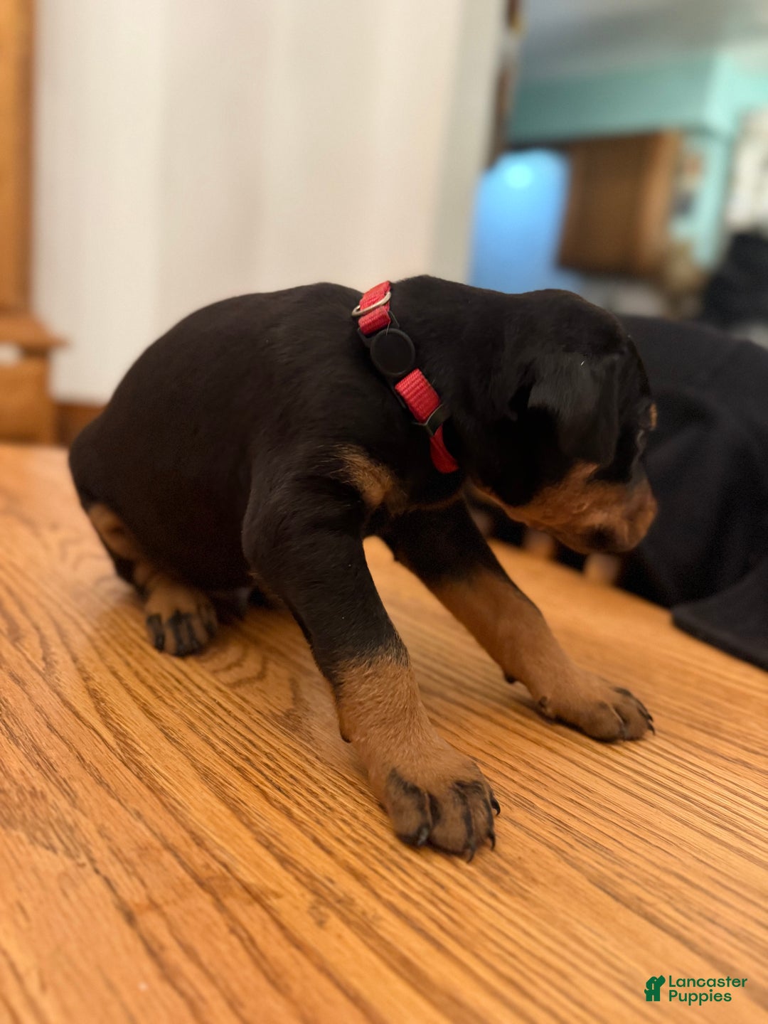 Doberman Pinscher dogs for sale: Rex - Ad 2