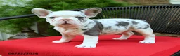 French Bulldog dogs for sale: Christine - Ad 5