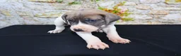 Great Dane dogs for sale: Janie - Ad 4