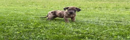 Great Dane dogs for sale: Melinda  - Ad 5