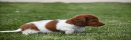 Miniature Dachshund dogs for sale: Peanut - Ad 3