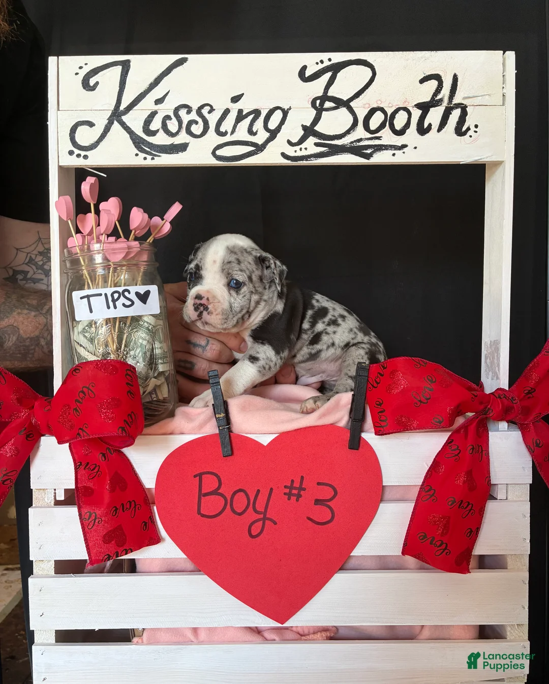 Olde English Bulldogge dogs for sale: Olde English Bulldogge Puppy 3 - Ad 5