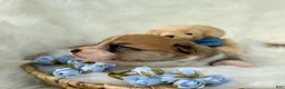 Welsh Corgi Pembroke dogs for sale: Dino - Ad 11
