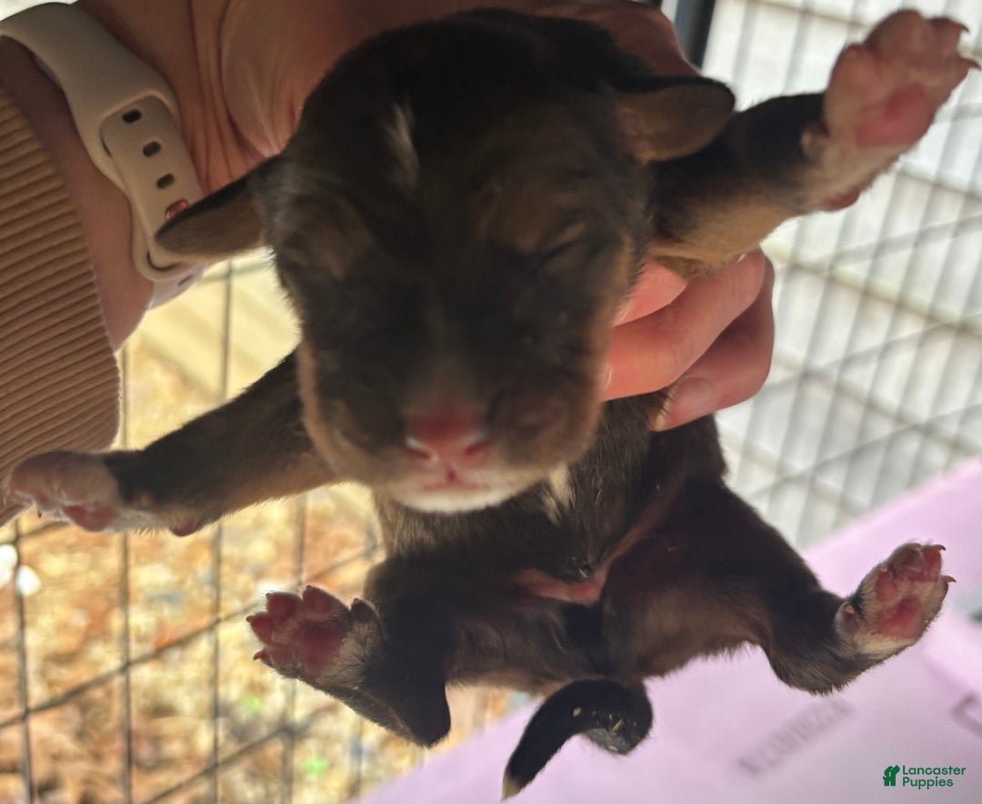 Mixed Breed dogs for sale: Tibetan Mastiff/Bernese Mountain Dog Male 1 - Ad 9