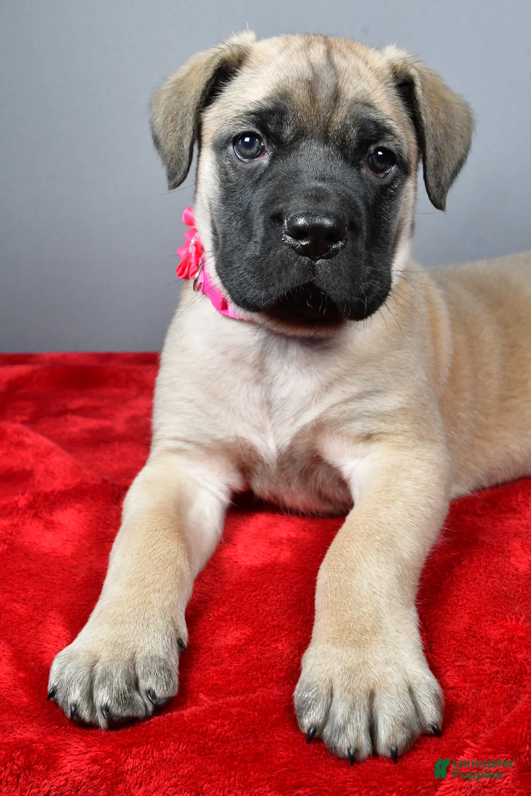 English Mastiff dogs for sale: Heidi - Ad 5