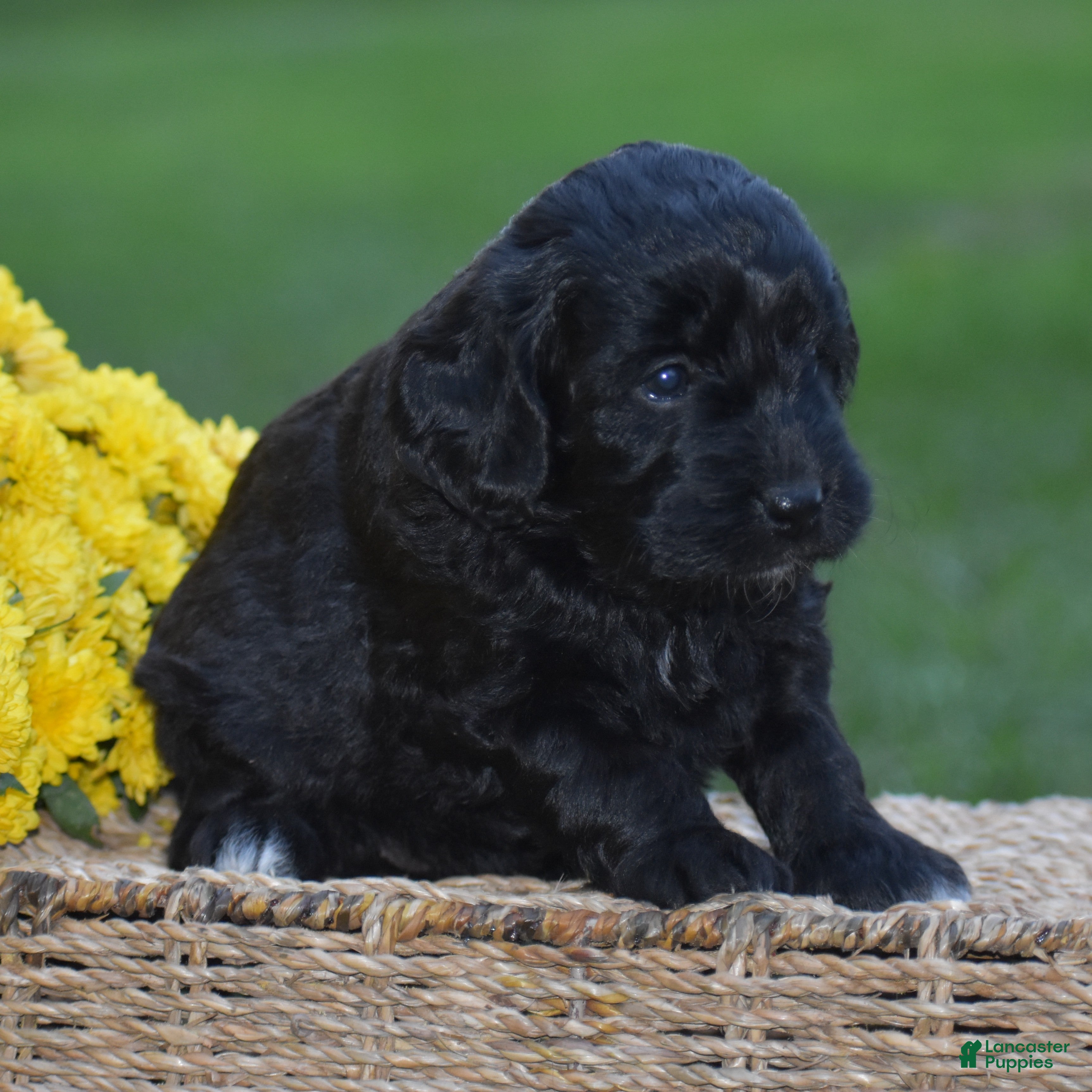 Mini Goldendoodle dogs Hyacinth - Ad 2