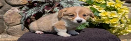 Welsh Corgi Pembroke dogs for sale: Namor  - Ad 8