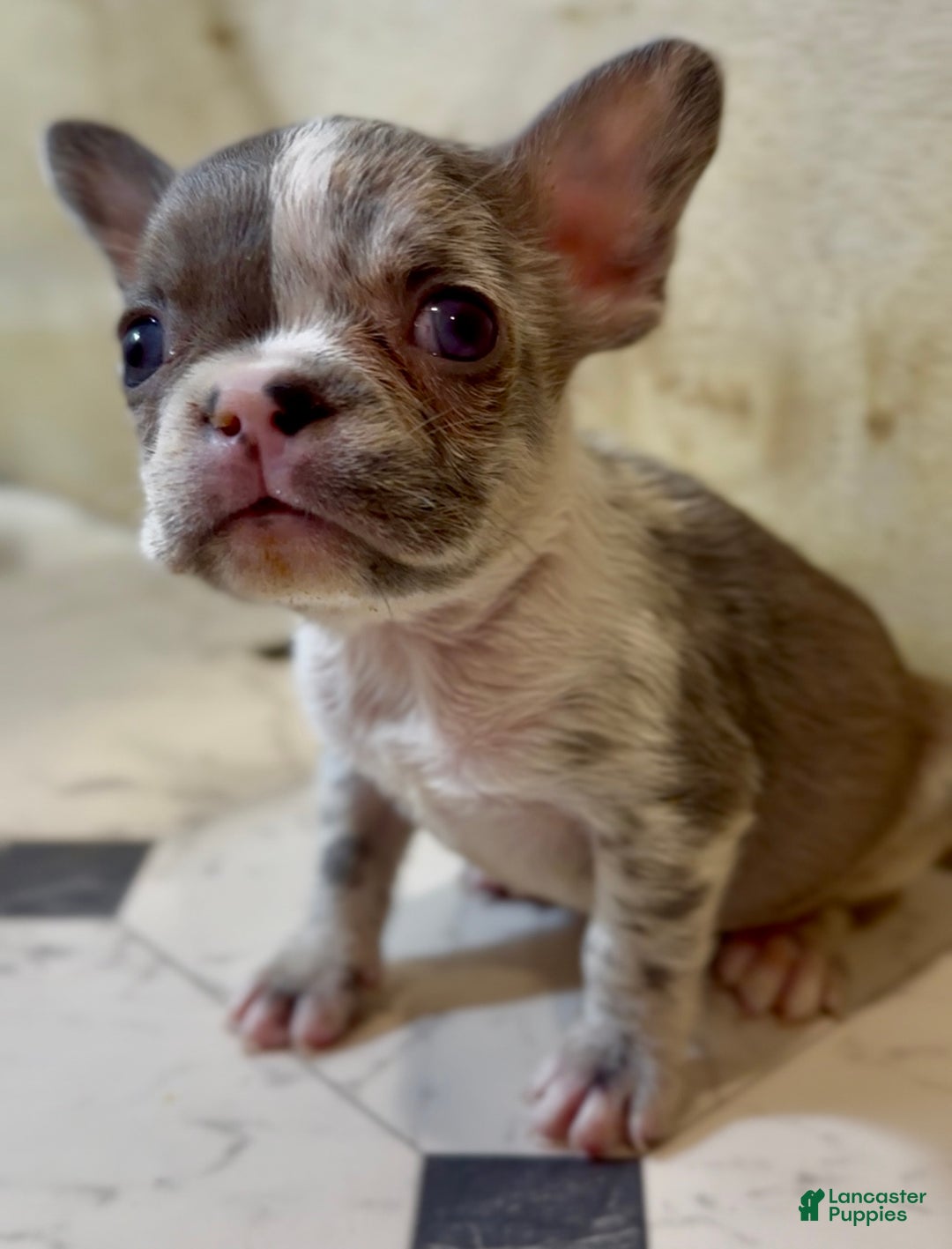 French Bulldog dogs for sale: Rolex - Ad 1