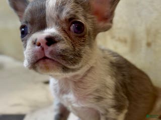 French Bulldog dogs Rolex - Ad 8