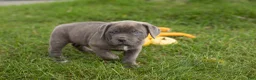 Cane Corso dogs for sale: Theo  - Ad 2