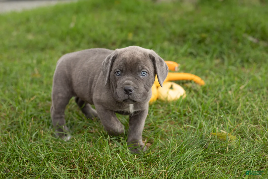 Cane Corso dogs for sale: Theo  - Ad 2