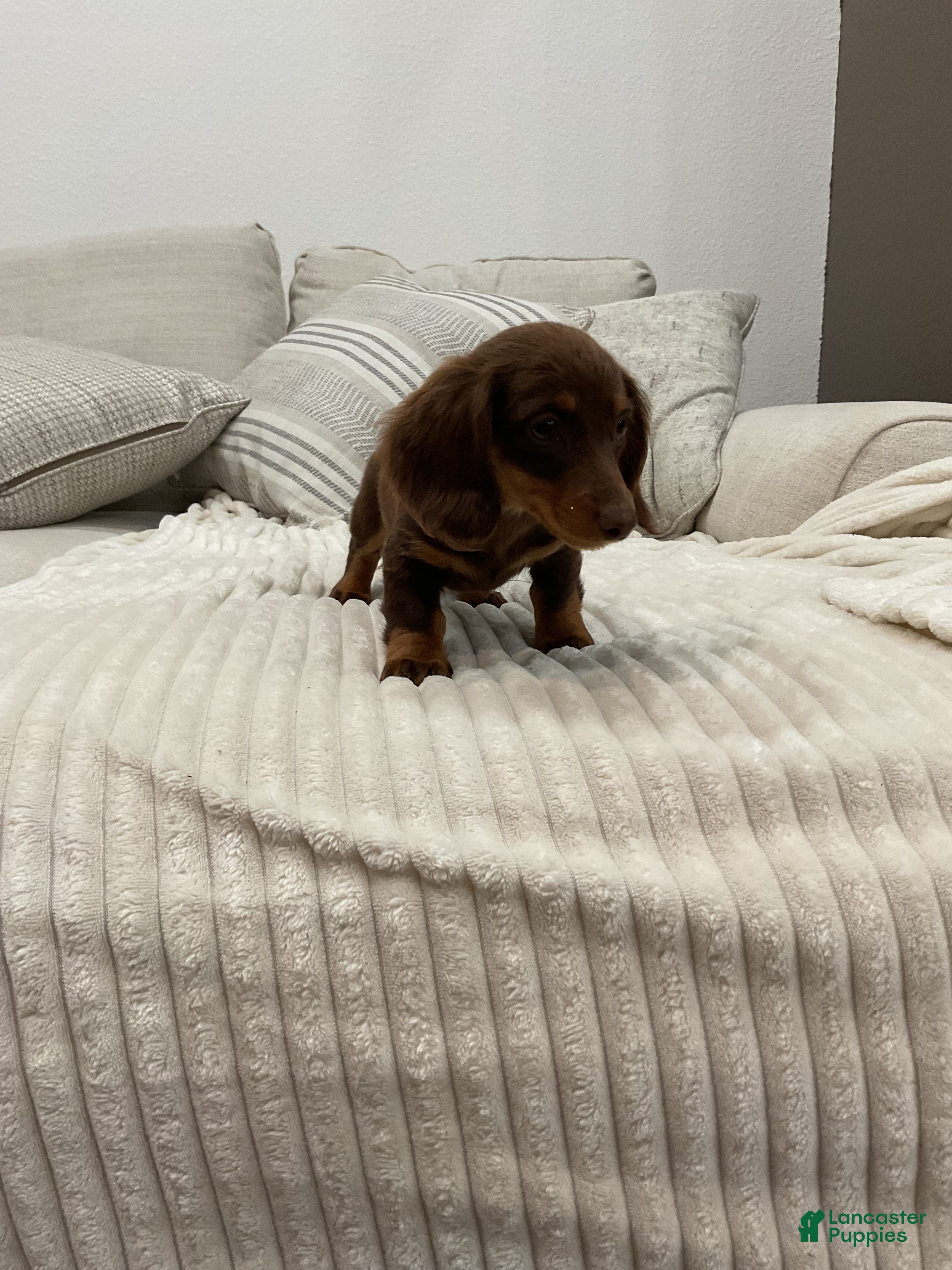 Miniature Dachshund dogs Stella - Ad 1