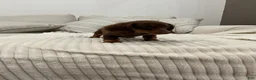 Miniature Dachshund dogs for sale: Stella - Ad 1