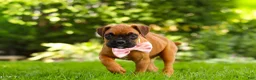 Boxer dogs for sale: Lily - Ad 8