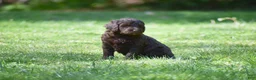 Portuguese Water Dog dogs for sale: Miley - Ad 4