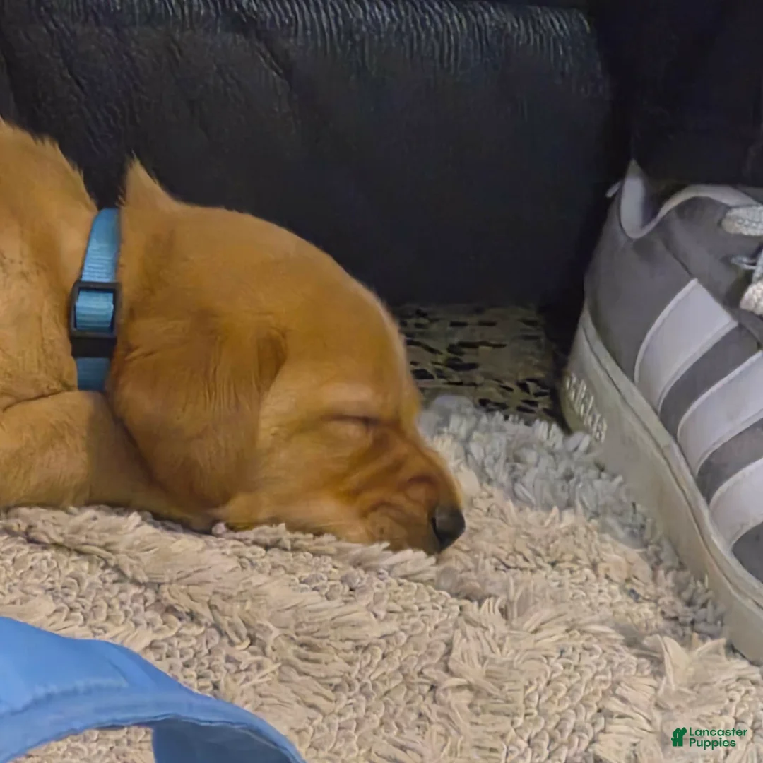 Mixed Breed dogs for sale: Blue collar - Ad 4