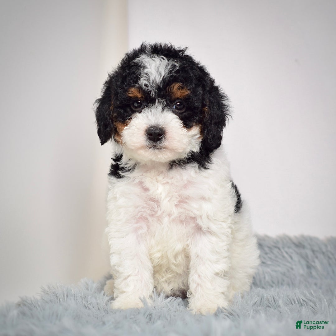 Mini Goldendoodle dogs for sale: Ms. Remy - Ad 4