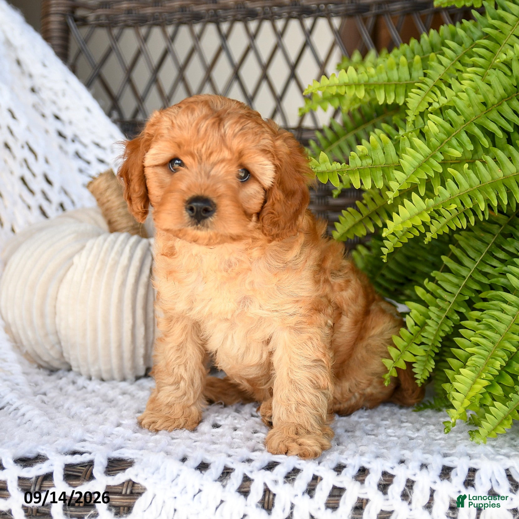 Cavapoo dogs for sale: Adrian - Ad 1