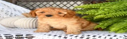 Cavapoo dogs for sale: Adrian - Ad 1