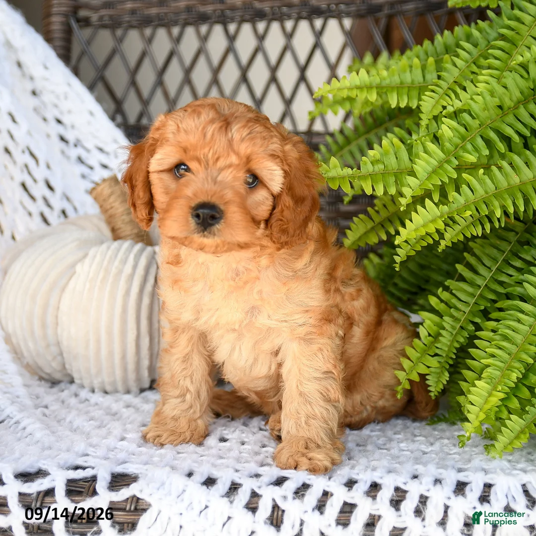Cavapoo dogs for sale: Adrian - Ad 1