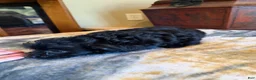 Yorkiepoo dogs for sale: Jinx - Ad 10