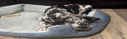 Great Dane dogs for sale: Winston - Ad 3