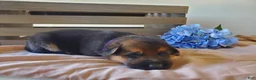 German Shepherd dogs for sale: Peanut - Ad 3