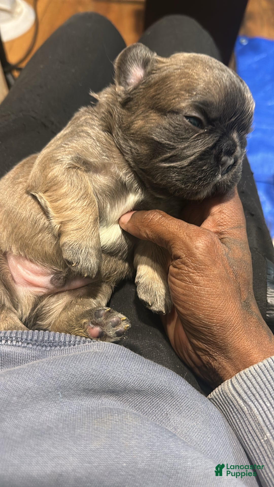 French Bulldog dogs for sale: French Bulldog Puppy 1 - Ad 2