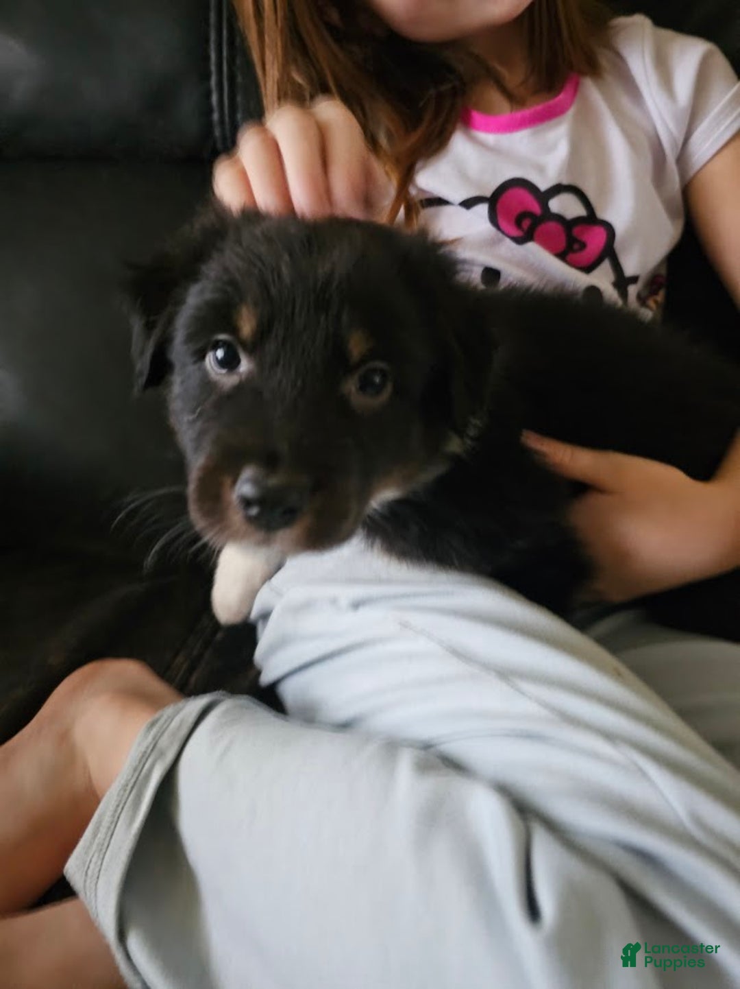 Australian Shepherd dogs for sale: Half n' Half - Ad 2