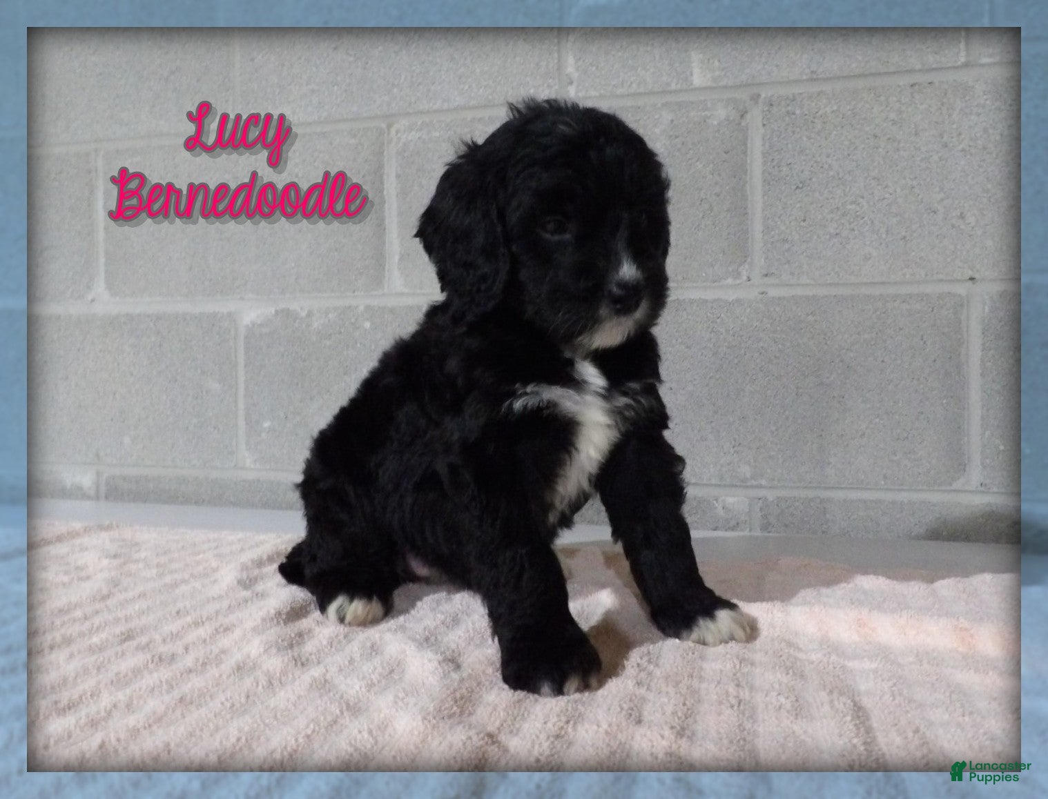Bernedoodle dogs Lucy - Ad 1