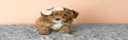 Cavapoo dogs for sale: Sassy  - Ad 2