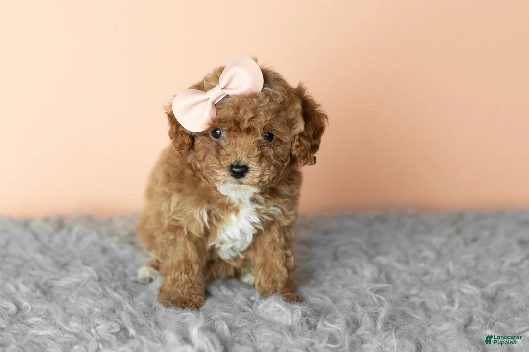 Cavapoo dogs for sale: Sassy  - Ad 2