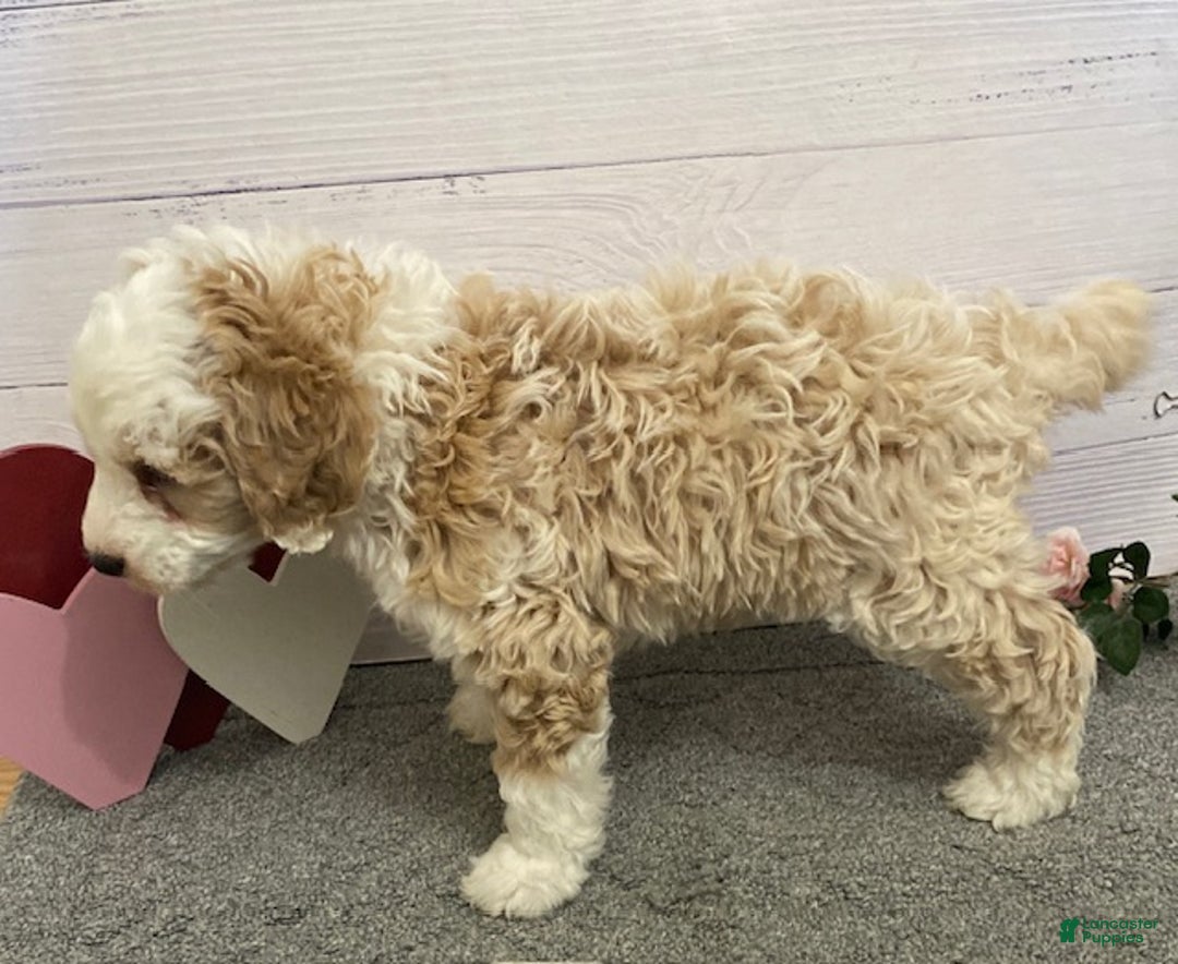 Mini Bernedoodle dogs for sale: Homer- genetic clear - Ad 2