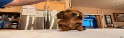 Miniature Dachshund dogs for sale: 2 blue eyes!!! - Ad 20