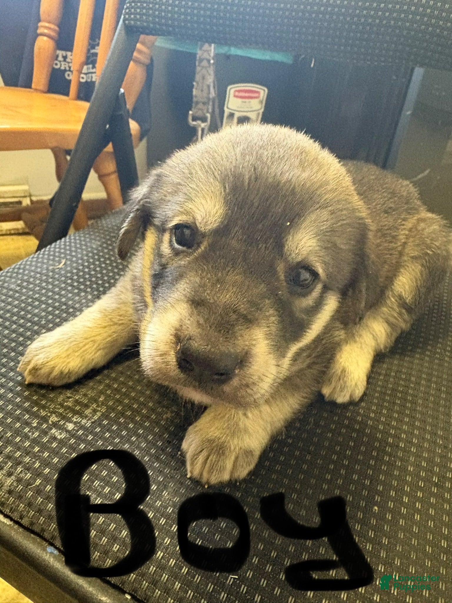 Goberian dogs Goberian 4 - Ad 10